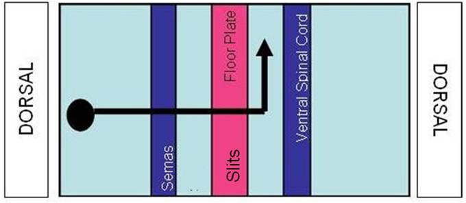 Drosophila axon crossing Floor Plate